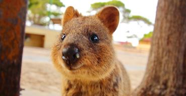 quokka